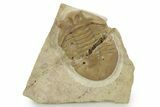 Bargain, Stalk-Eyed Asaphus Punctatus Trilobite - Russia #363086-1